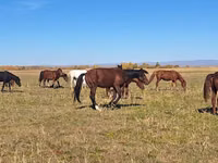 Madyan, Kazakh horse — foto 1