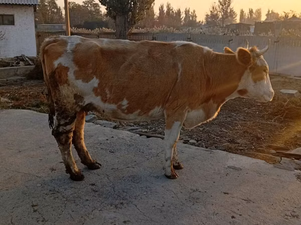 गाय, Simmental cattle