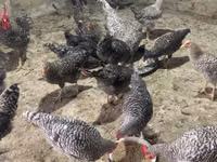 Chickens — zdjęcie 2
