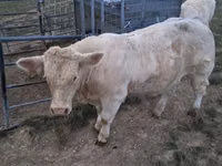 Bulle, Charolais cattle — Foto 7