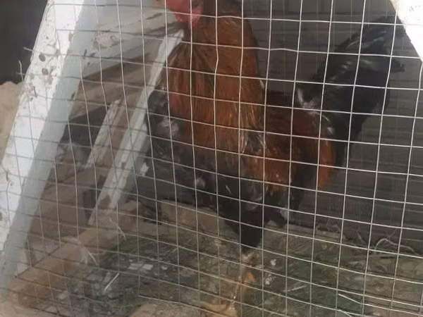 Chickens — Uzbekistan