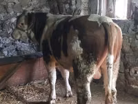 Toro, Bovini — foto 1