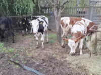 Tehén, Simmental cattle — 4. fotó