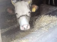 Vaca, Swiss cattle — foto 2