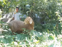Beran, Ovce — foto 4