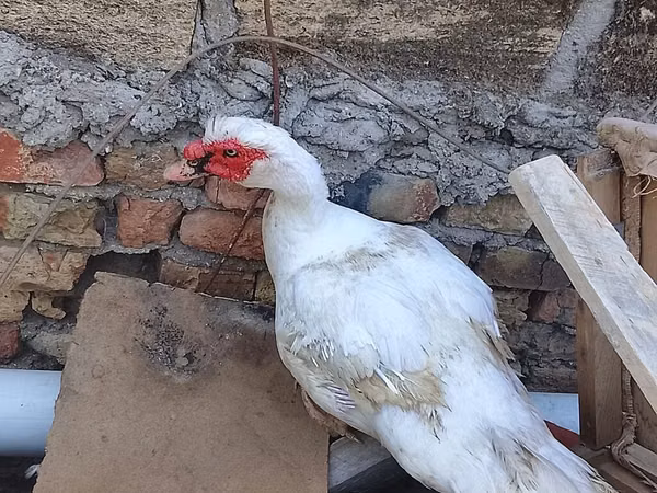 Domestic Muscovy — Asarbajan