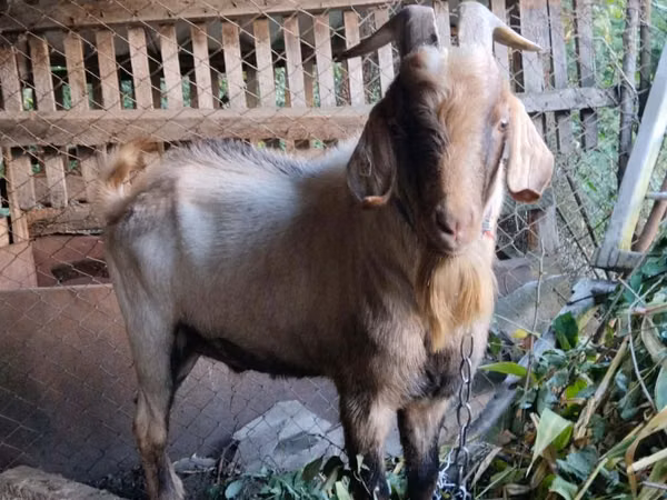 Billy Goat, Goats — Moldova