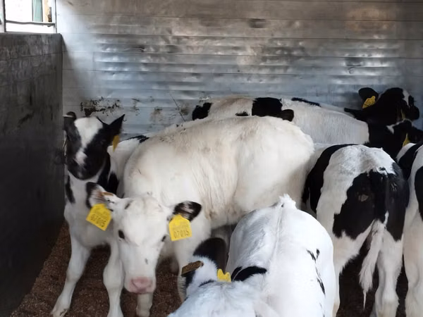 Bovins (lot, sexe non indiqué), Russian Black pied cattle