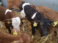 Bydło (partia, płeć nieokreślona), Simmental cattle — zdjęcie 2