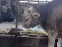 Krava, Swiss cattle — foto 1