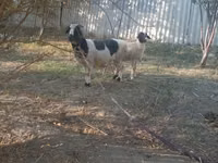 Goat, Goats — photo 2