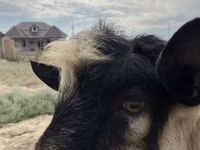 ஆண் வெள்ளாடு, Alpine goat — புகைப்படம் 4