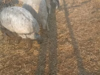 Ram, Sheep — photo 5