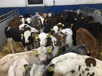 Rundvee (partij, geslacht niet gespecificeerd), Simmental cattle — foto 2