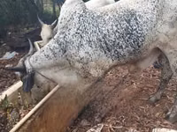 Mucca, Bovini — foto 3