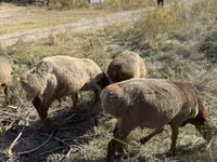 Ոչխար, Ոչխարներ — լուսանկար 2
