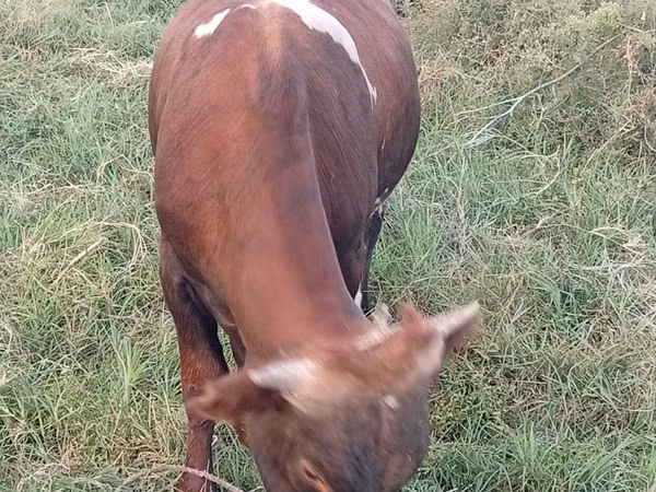 Bull, Cattle — Kazakhstan