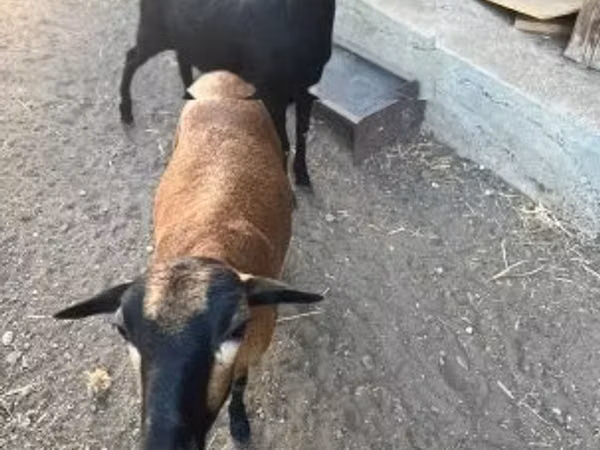 بز ماده, Nigerian dwarf goats