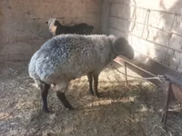 公羊, Sheep — 照片 5