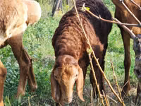 Ovca, Rhon sheep — fotografija 2