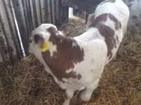Goveda (partija, pol nije naveden), Simmental cattle — fotografija 6