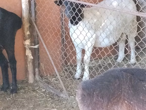 Ram, Dorper sheep — Kyrgyzstan