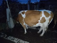 گاو ماده, Latvian Blue cattle — عکس 1