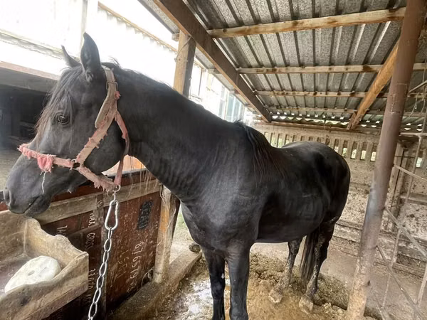 Horse (M), Horses — Kyrgyzstan