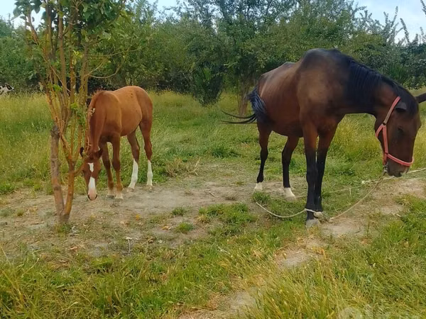 Mare, Horses — Uzbekistan