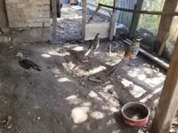 Ducks — 2-сурет