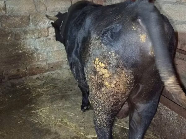 Bull, Cattle
