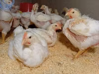 Chickens — foto 4