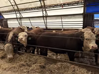 Bika, Simmental cattle — 7. fotó
