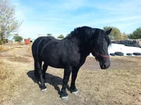 Caballo, Caballos — foto 2