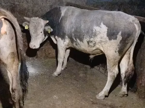 公牛, Cattle — 亚美尼亚