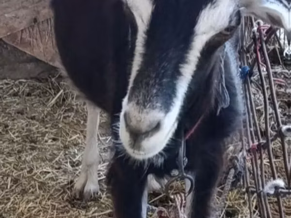 Goat, Goats — Uzbekistan