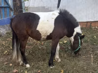 Kuda betina, Horses — foto 2