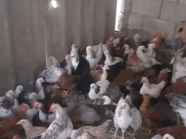 Chickens — جمهوری آذربایجان