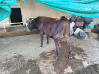 सांड, मवेशी — फ़ोटो 1
