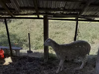 Ram, Sheep — photo 3