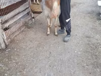 Baran, Arashan sheep — zdjęcie 2