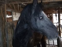 Horses (batch, sex not specified), Horses — photo 1