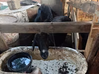 Domba jantan, Sheep — foto 3