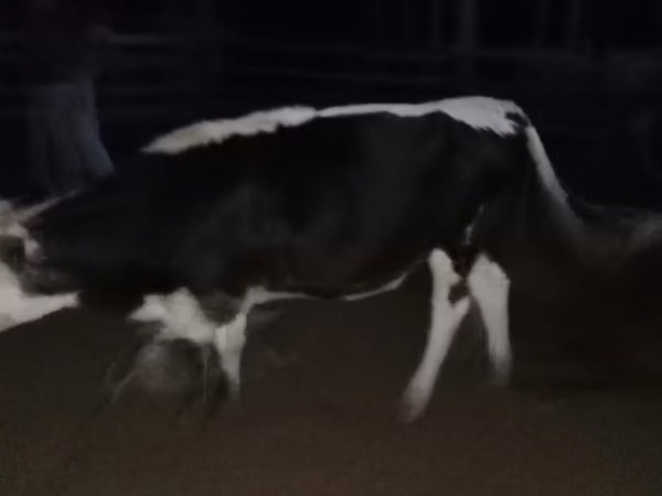 Cow, Cattle — Kazakhstan