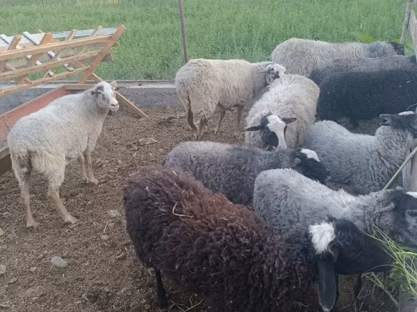 Vædder, Romanov sheep