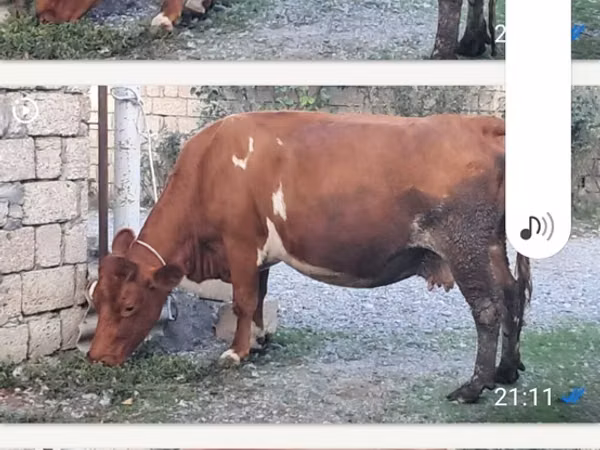 Αγελάδα, Βοοειδή