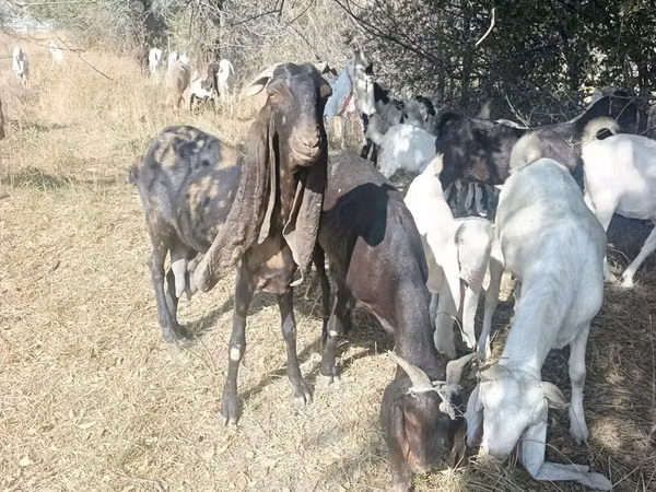 Billy Goat, Nubian Goat — Kyrgyzstan