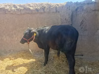 Bull, Cattle — photo 1