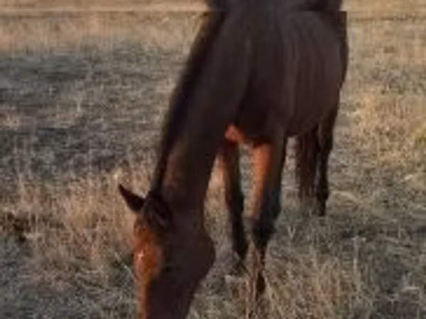 Mare, Hungarian horse breed