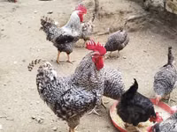 Chickens — zdjęcie 3